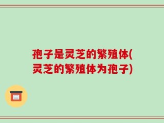 孢子是灵芝的繁殖体(灵芝的繁殖体为孢子)
