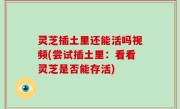 灵芝插土里还能活吗视频(尝试插土里：看看灵芝是否能存活)