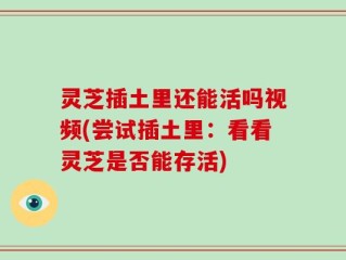 灵芝插土里还能活吗视频(尝试插土里：看看灵芝是否能存活)