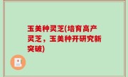 玉美种灵芝(培育高产灵芝，玉美种开研究新突破)