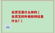 白灵芝是什么样的 (白灵芝的外貌和特征是什么？)