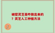 破壁灵芝是咋做出来的？灵芝人工种植方法