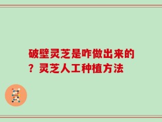 破壁灵芝是咋做出来的？灵芝人工种植方法