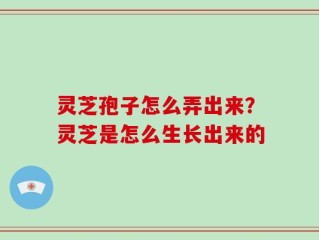 灵芝孢子怎么弄出来？灵芝是怎么生长出来的