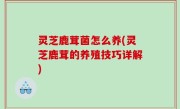 灵芝鹿茸菌怎么养(灵芝鹿茸的养殖技巧详解)