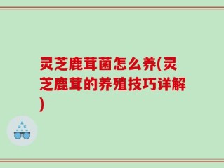 灵芝鹿茸菌怎么养(灵芝鹿茸的养殖技巧详解)