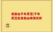 龙泉山千年灵芝(千年灵芝在龙泉山焕发光彩