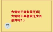 大柳树干能长灵芝吗(大柳树干具备灵芝生长条件吗？)