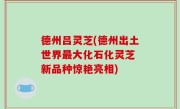 德州吕灵芝(德州出土世界最大化石化灵芝 新品种惊艳亮相)
