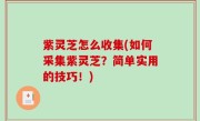 紫灵芝怎么收集(如何采集紫灵芝？简单实用的技巧！)