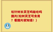 松针树长灵芝吗能吃吗图片(松树灵芝可食用？看图片就知道！)