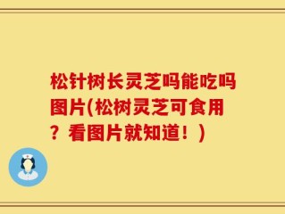 松针树长灵芝吗能吃吗图片(松树灵芝可食用？看图片就知道！)