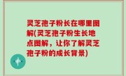 灵芝孢子粉长在哪里图解(灵芝孢子粉生长地点图解，让你了解灵芝孢子粉的成长背景)