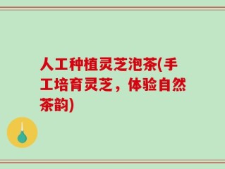 人工种植灵芝泡茶(手工培育灵芝，体验自然茶韵)