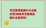 灵芝菌摆盘图片大全集欣赏(精美灵芝菌摆盘图片全集赏析)