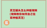 灵芝罐头怎么种植视频(视频教你如何自己在家种植灵芝)