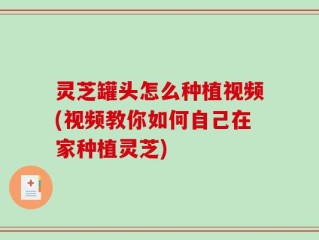 灵芝罐头怎么种植视频(视频教你如何自己在家种植灵芝)