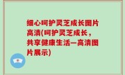 细心呵护灵芝成长图片高清(呵护灵芝成长，共享健康生活—高清图片展示)