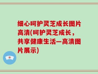 细心呵护灵芝成长图片高清(呵护灵芝成长，共享健康生活—高清图片展示)