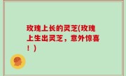 玫瑰上长的灵芝(玫瑰上生出灵芝，意外惊喜！)
