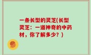 一条长型的灵芝(长型灵芝：一道神奇的中药材，你了解多少？)