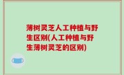 薄树灵芝人工种植与野生区别(人工种植与野生薄树灵芝的区别)