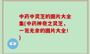 中药中灵芝的图片大全集(中药神奇之灵芝，一览无余的图片大全！)
