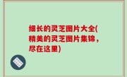 细长的灵芝图片大全(精美的灵芝图片集锦，尽在这里)