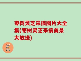 枣树灵芝采摘图片大全集(枣树灵芝采摘美景大放送)