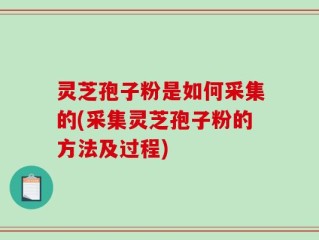 灵芝孢子粉是如何采集的(采集灵芝孢子粉的方法及过程)