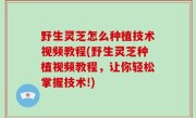 野生灵芝怎么种植技术视频教程(野生灵芝种植视频教程，让你轻松掌握技术!)