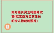 南方能长灵芝吗图片欣赏(欣赏南方灵芝生长的令人惊叹的照片)