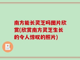 南方能长灵芝吗图片欣赏(欣赏南方灵芝生长的令人惊叹的照片)