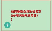 如何鉴别自然生长灵芝(如何识别天然灵芝？)