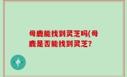母鹿能找到灵芝吗(母鹿是否能找到灵芝？