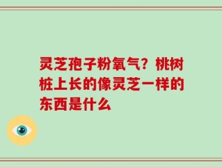 灵芝孢子粉氧气？桃树桩上长的像灵芝一样的东西是什么