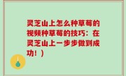 灵芝山上怎么种草莓的视频种草莓的技巧：在灵芝山上一步步做到成功！)