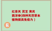 红景天 灵芝 黄芪 西洋参(四种天然草本植物提高免疫力 )