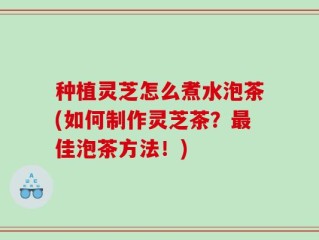 种植灵芝怎么煮水泡茶(如何制作灵芝茶？最佳泡茶方法！)