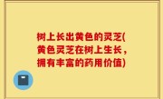 树上长出黄色的灵芝(黄色灵芝在树上生长，拥有丰富的药用价值)