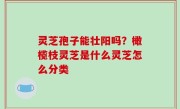 灵芝孢子能壮阳吗？橄榄枝灵芝是什么灵芝怎么分类