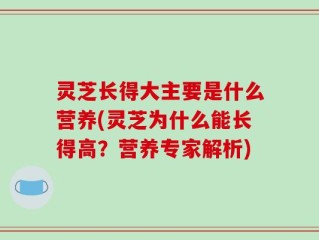 灵芝长得大主要是什么营养(灵芝为什么能长得高？营养专家解析)