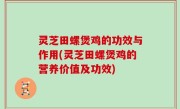 灵芝田螺煲鸡的功效与作用(灵芝田螺煲鸡的营养价值及功效)