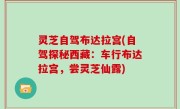 灵芝自驾布达拉宫(自驾探秘西藏：车行布达拉宫，尝灵芝仙露)