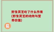 野生灵芝吃了什么作用(野生灵芝的功效与营养价值)