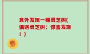 意外发现一棵灵芝树(偶遇灵芝树：惊喜发现！)