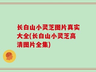 长白山小灵芝图片真实大全(长白山小灵芝高清图片全集)