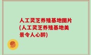 人工灵芝养殖基地图片(人工灵芝养殖基地美景令人心醉)