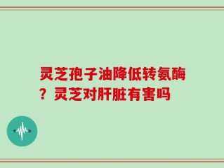 灵芝孢子油降低转氨酶？灵芝对肝脏有害吗