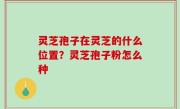 灵芝孢子在灵芝的什么位置？灵芝孢子粉怎么种